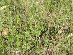Thamnophis sirtalis concinnus