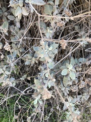 Eriogonum cinereum
