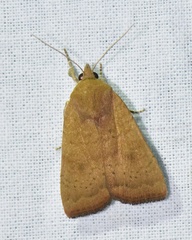 Noctua interjecta