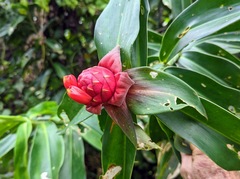 Costus spiralis