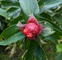 Costus spiralis