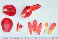 Costus spiralis