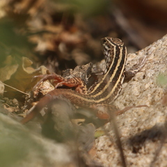 Aspidoscelis maximus