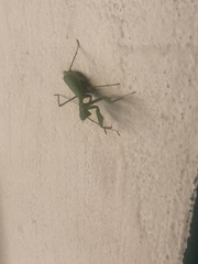 Miomantis caffra