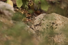 Aspidoscelis maximus