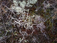 Thamnolia vermicularis