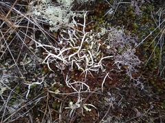 Thamnolia vermicularis