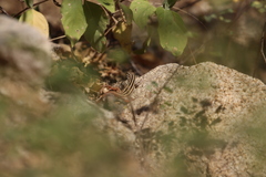 Aspidoscelis maximus