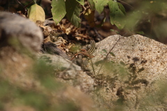 Aspidoscelis maximus