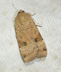 Noctua interposita