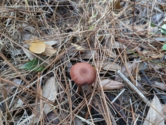Laccaria bicolor