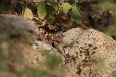 Aspidoscelis maximus