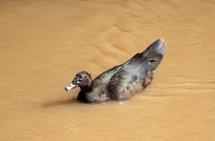 Cairina moschata