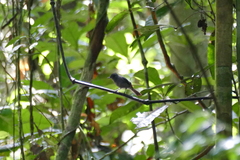 Elminia nigromitrata