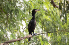 Nannopterum brasilianum
