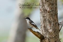 Ficedula hypoleuca