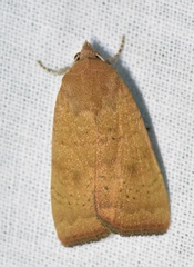 Noctua interjecta