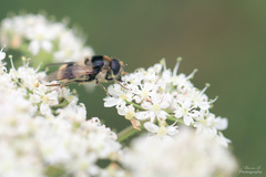 Cheilosia illustrata