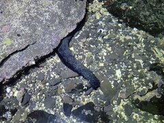 Holothuria leucospilota