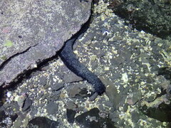 Holothuria leucospilota