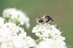 Cheilosia illustrata