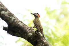 Colaptes melanochloros