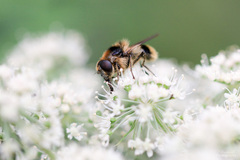 Cheilosia illustrata