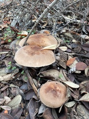 Leucopaxillus gentianeus
