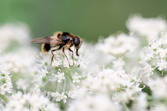 Cheilosia illustrata