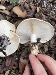 Leucopaxillus gentianeus