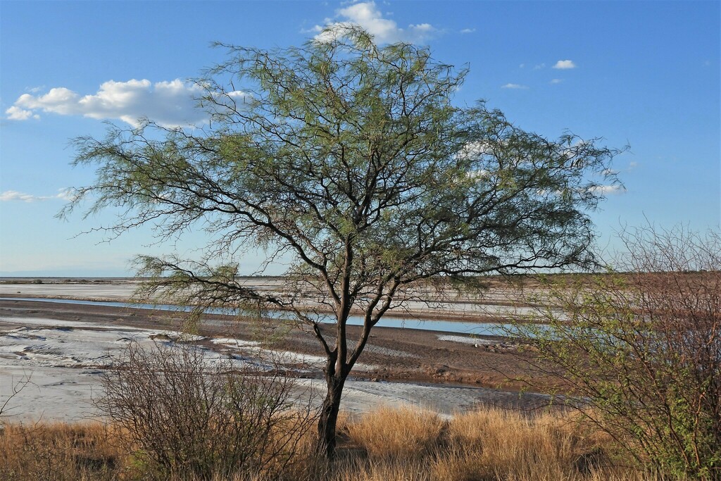 Prosopis pugionata Burkart 2