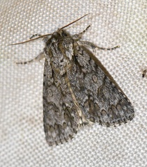 Acronicta auricoma