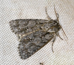 Acronicta auricoma