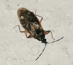 Gastrodes abietum