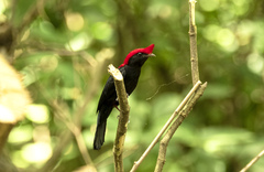 Antilophia galeata