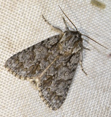 Acronicta auricoma