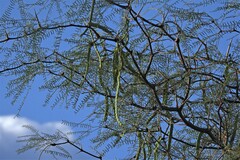Prosopis pugionata