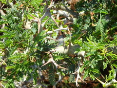 Prosopis juliflora