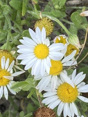 Aphanostephus ramosissimus