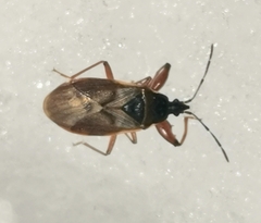 Gastrodes abietum