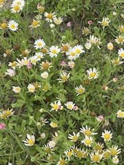 Aphanostephus ramosissimus