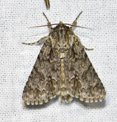 Acronicta auricoma