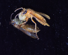 Provespa barthelemyi