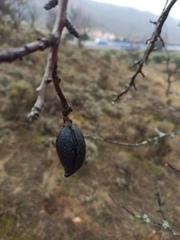 Prunus amygdalus