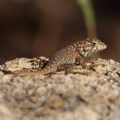 Sceloporus hunsakeri