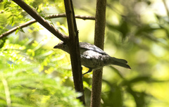 Thraupis sayaca