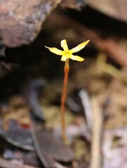Voyria aphylla