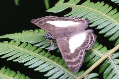 Sophista aristoteles