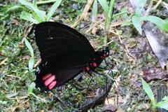 Parides sesostris