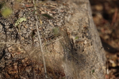Sceloporus hunsakeri